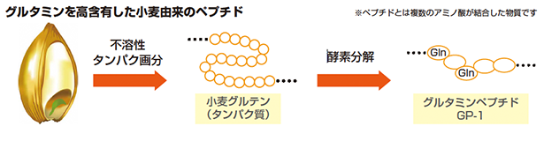 グルタミンを高含有した小麦由来のペプチド
